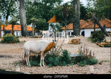 Ein Oryx mit Skimitarhörnern weidet in einem Zoogehege mit Häusern und Bäumen Stockfoto