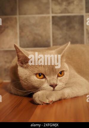Britisch Kurzhaarkatze Stockfoto