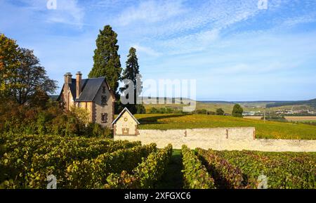 Weinberge in der Champagne Stockfoto