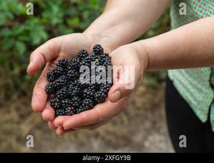 Die Hände einer Frau halten eine reife brombeere. Nahaufnahme. Ernte. Gesunde, gesunde Lebensmittel Stockfoto