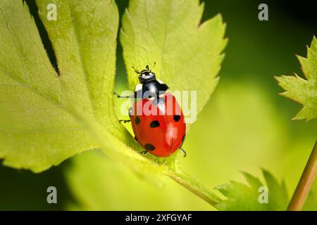 Marienkäfer mit sieben Flecken, der ein hellgrünes Blatt hinaufkriecht Stockfoto