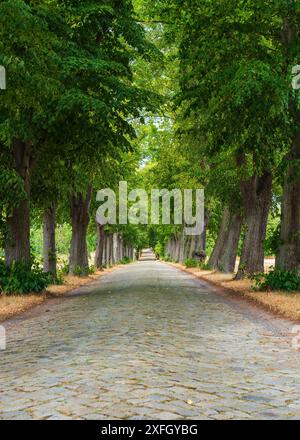 Eine wunderschöne Gasse in einem Stadtpark. Grüne Baumreihen entlang des Weges für Spaziergänger. Schatten an einem sonnigen Tag. Deutschland. Lauta. Stockfoto