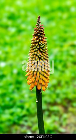 Red Hot Poker Pflanze (Kniphofia) fliegt im Sommer Stockfoto