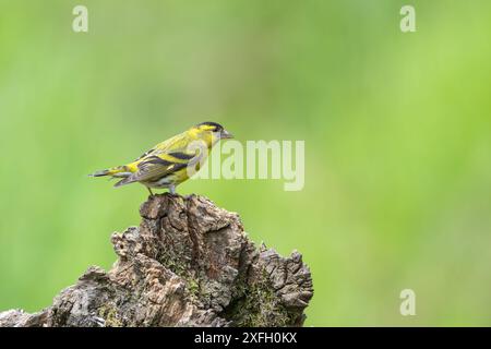 Männlicher Siskin, Spinus spinus, auf einem toten Baumstumpf Stockfoto