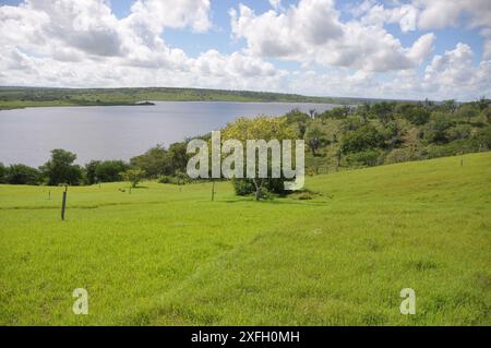 Üppige Heuplantage unter ländlichem blauem Himmel, Grasstruktur und wunderschöner See im Hintergrund. Pedra do Cavalo Dam Lagoon - Bahia - Brasilien Stockfoto