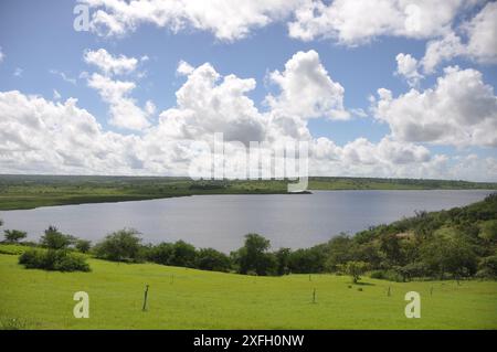 Üppige Heuplantage unter ländlichem blauem Himmel, Grasstruktur und wunderschöner See im Hintergrund. Pedra do Cavalo Dam Lagoon - Bahia - Brasilien Stockfoto