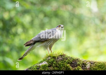 Eurasischer Sparrowhawk, Accipiter nisus, auf einem moosbedeckten Zweig Stockfoto