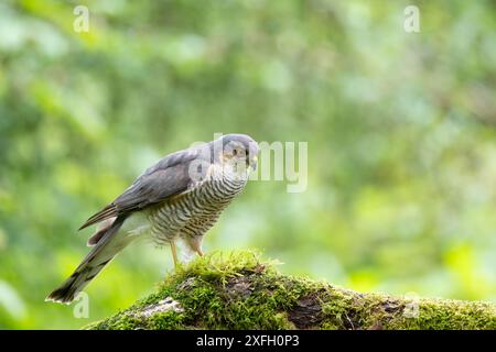 Eurasischer Sparrowhawk, Accipiter nisus, auf einem moosbedeckten Zweig Stockfoto