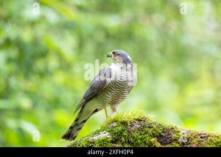 Eurasischer Sparrowhawk, Accipiter nisus, auf einem moosbedeckten Zweig Stockfoto