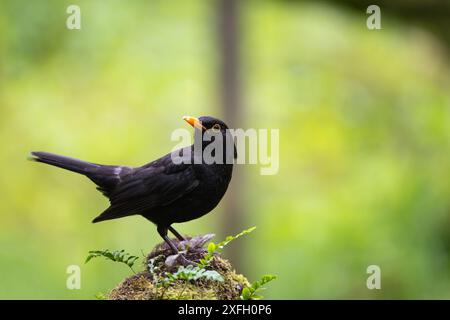 Eurasische Amsel, Turdus Merula, auf einem toten Baumstumpf Stockfoto