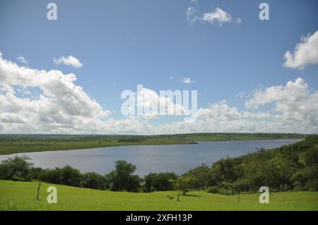 Üppige Heuplantage unter ländlichem blauem Himmel, Grasstruktur und wunderschöner See im Hintergrund. Pedra do Cavalo Dam Lagoon - Bahia - Brasilien Stockfoto