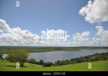 Üppige Heuplantage unter ländlichem blauem Himmel, Grasstruktur und wunderschöner See im Hintergrund. Pedra do Cavalo Dam Lagoon - Bahia - Brasilien Stockfoto