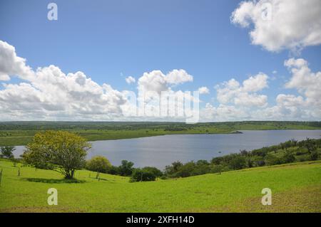 Üppige Heuplantage unter ländlichem blauem Himmel, Grasstruktur und wunderschöner See im Hintergrund. Pedra do Cavalo Dam Lagoon - Bahia - Brasilien Stockfoto