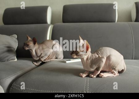 Angry Cat auf einem grauen Hintergrund Sofa, Nahaufnahme Seitenwinkel. Das Konzept der Haustiere. Stockfoto