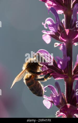 Nahaufnahme einer Honigbiene auf rosa salvia Stockfoto