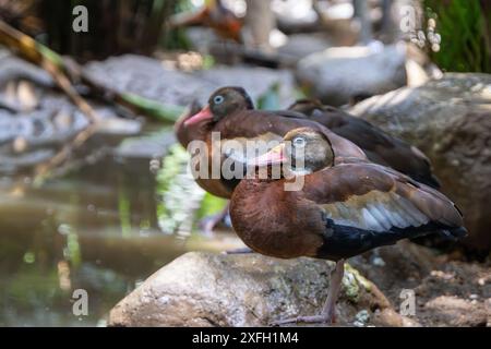 Die beiden Enten ruhen auf einem Felsen in der Nähe eines Teichs in einer natürlichen Umgebung Stockfoto