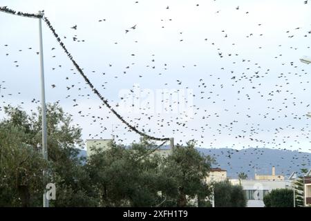 Taubenherde im Flug über Gebäude in einer italienischen Stadt Stockfoto