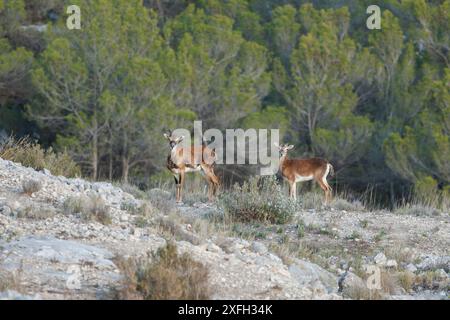 Zwei Steinböcke, Capra pyrenaica, mit Blick auf die Kamera im Wald von El Poblado Ibero el Puig de Alcoi, Spanien Stockfoto