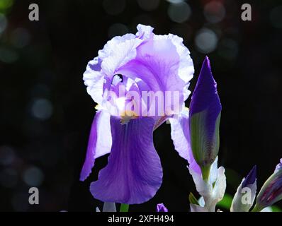 Nahaufnahme einer hinterleuchteten lila Iris Blume mit schöner Färbung mit dunklem Bokeh Hintergrund. Stockfoto