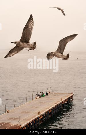 Sorrento, Italien - 29. Juni 2024: Blick auf das Meer und die Strände mit Touristen, die Selfie mit der Kamera machen und Möwenvögel herumfliegen Stockfoto