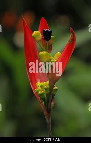 Makro einer Papageienschnabelblume in Costa Rica Stockfoto