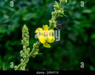 Große blühende Mullein , Mullein, Verbascum densiflorum. Botanischer Garten, Frankfurt, Deutschland, Europa Stockfoto