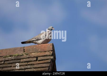 Holztaube, Columba Palumbus sitzt auf einem gekachelten Dach vor einem blauen Himmel Stockfoto