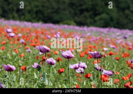 Ein Feld mit violettem Opiummohn und rotem Maismohn vor einem grünen Wald im Hintergrund. Stockfoto