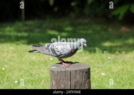 Eine wilde Taube (columbia Livia), die auf einem Baumstumpf in einem Garten mit Gras im Hintergrund steht. Stockfoto