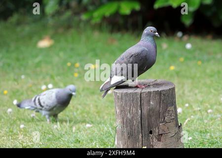 Eine wilde Taube (columbia Livia), die auf einem Baumstumpf in einem Garten steht, mit einer zweiten Taube im weichen Fokus auf dem Gras im Hintergrund. Stockfoto