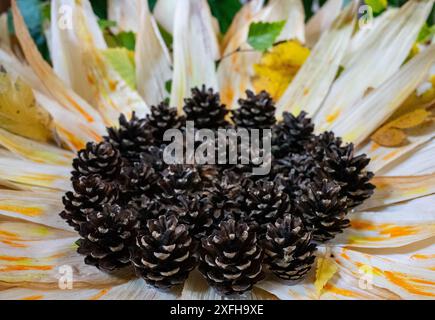 Eine große dekorative Sonnenblume aus Kegel und Mais Stockfoto