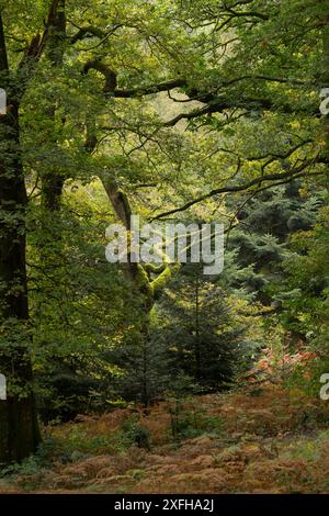 Mortimer Forest bei Ludlow, der in Shropshire nahe der Grenze zu Herefordshire liegt, England, Großbritannien Stockfoto