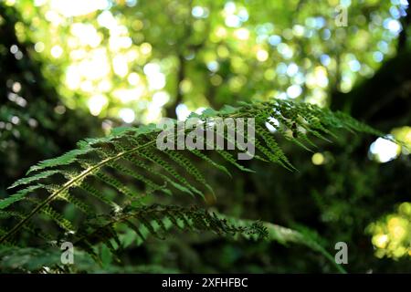 Nahaufnahme von Farnblättern (Pteridophyta) gegen den Bokeh-Effekt des grünen sonnigen Waldes, Corchiano, Viterbo, Latium, Italien Stockfoto