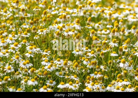Kamille, Heilpflanze, Chamomilla recutita, Matricaria chamomilla, auf einem Feld, Stockfoto