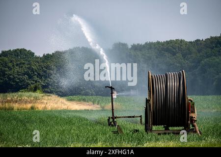 Ein Feld mit Zwiebeln wird künstlich bewässert, Wasser wird über eine Sprinkleranlage auf das Feld gesprüht, NRW, Deutschland Stockfoto