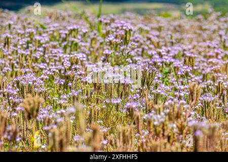 Blüten der Spitzenkette phacelia Phacelia tanacetifolia. Lila Blumen. Sommerhimmel im Hintergrund. Wunderschöner Sonnenuntergang. Stockfoto