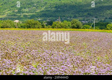 Blühende Phacelia-Blumen violettes Feld unter den roten Farben des Sommeruntergangs. Landwirtschaft Landwirtschaft Landwirtschaft Naturlandschaft Stockfoto