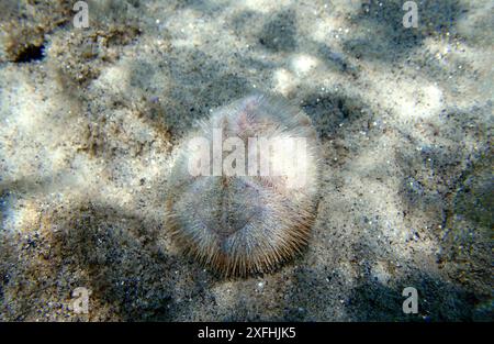 Sandseeigel - Echinocardium mediterraneum Stockfoto