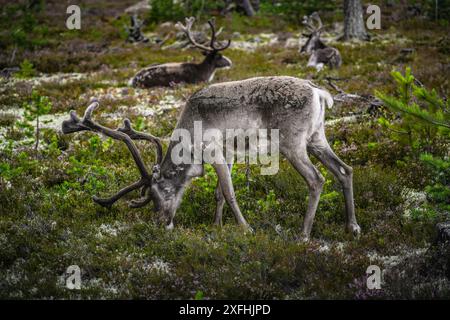 Rentiere mit großen Geweihen, die die üppige grüne und braune Vegetation beweiden, zwei Rentiere auf dem Waldboden, wilde Landschaft von Idre Dalarna Schweden Stockfoto