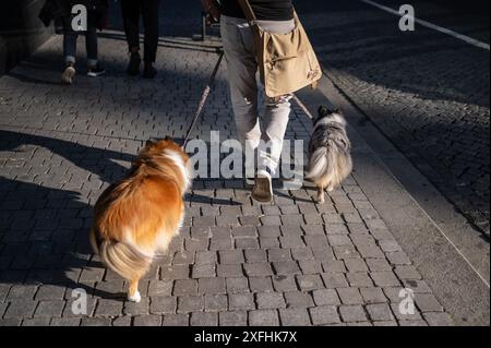 Der Mensch geht mit seinen Hunden während der Festa de São João do Porto während des Mittsommers in der Nacht des 23. Juni in Porto, Portugal Stockfoto