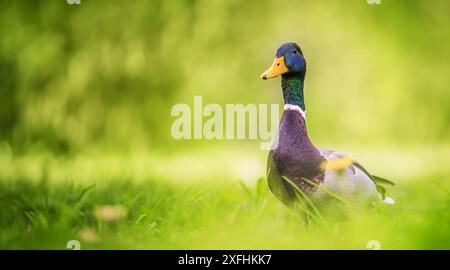 Stockenten ruhen auf grünem Gras im Park Stockfoto
