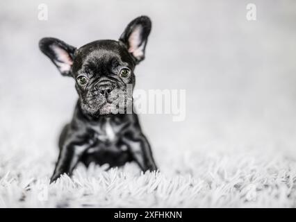 Hündchen Schwarze französische Bulldogge auf grauem Hintergrund Stockfoto