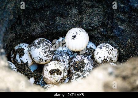 Schildkröteneier im Nest. Schildkröten bauen normalerweise Nester im Boden Stockfoto