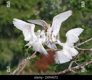 Rinderreiher (Bubulcus ibis) füttert ältere Küken in einem Baum, Houston Gegend, Texas, USA. Stockfoto