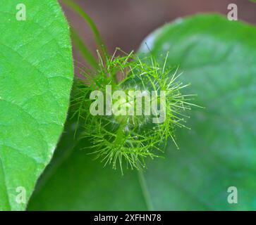 Blütenknospe der Passionsblume (Passiflora foetida var. Lanuginosa), bedeckt von Brakts, Galveston, Texas, USA. Stockfoto