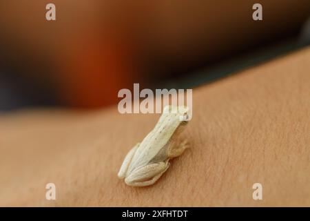 Baby-Montevideo-Baumfrosch (Boana pulchella) auf dem Rücken einer menschlichen Hand. Foto in Santa Fe, Argentinien. Stockfoto