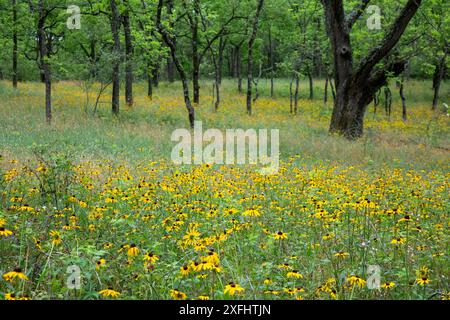 Yankee Springs Twp., Michigan - Schwarzäugige Susans (Rudbeckia hirta) in einer Waldlichtung. Stockfoto