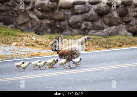 Mutter Chicke überquert die Straße mit ihren acht Babys. Stockfoto