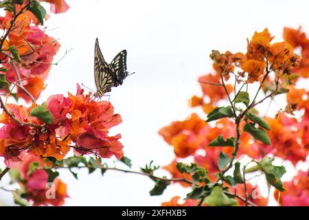 Nahaufnahme eines gelben Schwalbenschwanzschmetterlings, der auf einer Bougainvilla landet, um zu füttern. Stockfoto