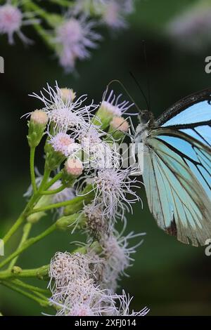 Schöner gemeiner Wanderer oder malayischer Wanderer Schmetterling (Pareronia valeria), der Nektar saugt und die Blüte bestäubt Stockfoto